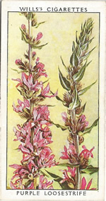 Purple Loosestrife. Wild Flower. Will's Cigarette Card 1937.
