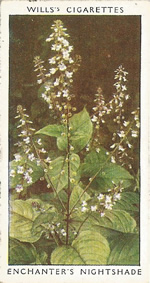 Enchanter's Nightshade. Wild Flower. Will's Cigarette Card 1937.
