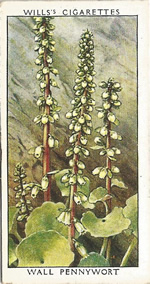 Wall Pennywort. Wild Flower. Will's Cigarette Card 1937.