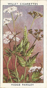 Hedge Parsley. Wild Flower. Will's Cigarette Card 1937.