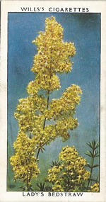 Lady's Bedstraw. Wild Flower. Will's Cigarette Card 1937.