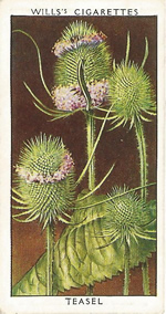 Teasel. Wild Flower. Will's Cigarette Card 1937.