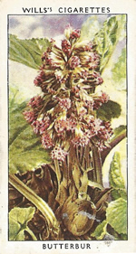 Butterbur. Wild Flower. Will's Cigarette Card 1937.