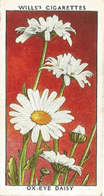Ox-eye Daisy. Wild Flower. Will's Cigarette Card 1937.