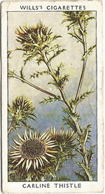 Carline Thistle. Wild Flower. Will's Cigarette Card 1937.