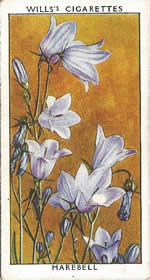 Harebell. Wild Flower. Will's Cigarette Card 1937.