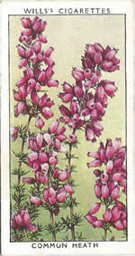 Common Heath. Wild Flower. Will's Cigarette Card 1937.