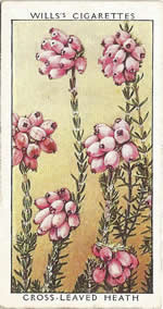 Cross-leaved Heath. Wild Flower. Will's Cigarette Card 1937.