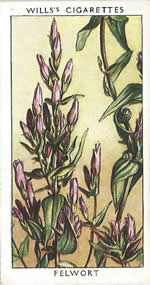 Felwort. Wild Flower. Will's Cigarette Card 1937.
