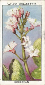 Buckbean. Wild Flower. Will's Cigarette Card 1937.