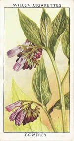Comfrey. Wild Flower. Will's Cigarette Card 1937.