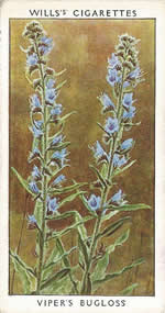 Viper's Bugloss. Wild Flower. Will's Cigarette Card 1937.