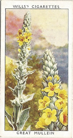 Great Mullein. Wild Flower. Will's Cigarette Card 1937.