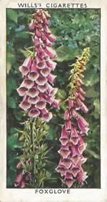 Foxglove. Wild Flower. Will's Cigarette Card 1937.