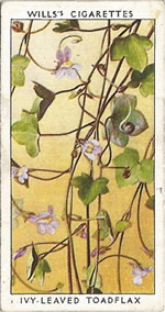 Ivy-leaved Toadflax. Wild Flower. Will's Cigarette Card 1937.