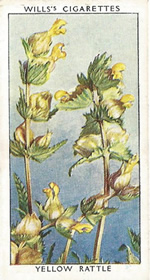 Yellow Rattle. Wild Flower. Will's Cigarette Card 1937.