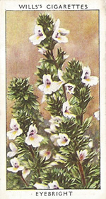 Eyebright. Wild Flower. Will's Cigarette Card 1937.