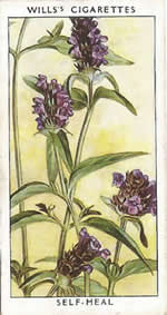 Self-heal. Wild Flower. Will's Cigarette Card 1937.