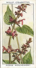 Hedge Woundwort. Wild Flower. Will's Cigarette Card 1937.