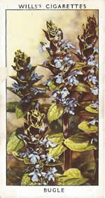 Bugle. Wild Flower. Will's Cigarette Card 1937.
