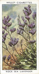 Rock Sea Lavender. Wild Flower. Will's Cigarette Card 1937.