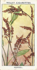 Sorrel. Wild Flower. Will's Cigarette Card 1937.