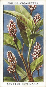 Spotted Persicaria. Wild Flower. Will's Cigarette Card 1937.