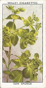 Sun Spurge. Wild Flower. Will's Cigarette Card 1937.
