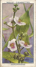 Arrowhead. Wild Flower. Will's Cigarette Card 1937.