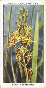 Bog Asphodel. Wild Flower. Will's Cigarette Card 1937.