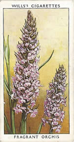 Fragrant Orchis. Wild Flower. Will's Cigarette Card 1937.