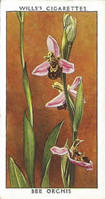Bee Orchis. Wild Flower. Will's Cigarette Card 1937.
