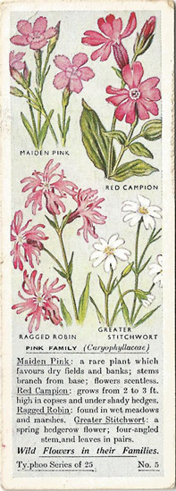 Pink Family, Tea Card, Typhoo Tea,  Wild Flowers in their Families 1936