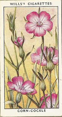 Corn Cockle, Cigarette Card, W.D. & H.O. Wills, Wild Flowers 1936