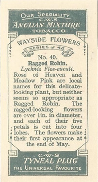 Ragged Robin. Cigarette Card. CWS Wayside Flowers 1928