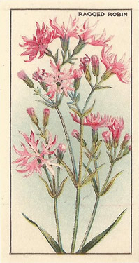 Ragged Robin. Cigarette Card. CWS Wayside Flowers 1928