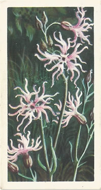 Ragged Robin. Cigarette Card. Brooke Bond Wild Flowers 1959