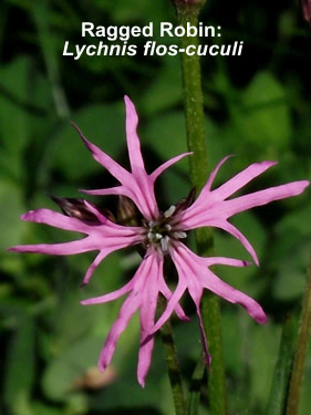 Ragged-Robin: Lychnis flos-cuculi. Picture. Wildflower.