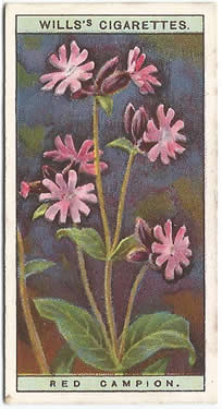 Red Campion, Cigarette Card, W.D. & H.O. Wills, Wild Flowers 1923