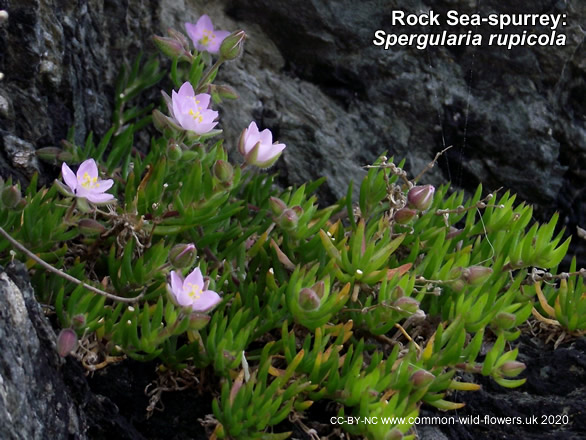 Rock Sea-spurrey: Spergularia rupicola. British and Irish wild flower. Pink.