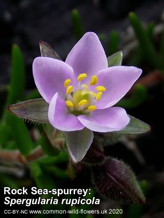 Rock Sea-spurrey: Spergularia rupicola. British and Irish wild flower. Pink.
