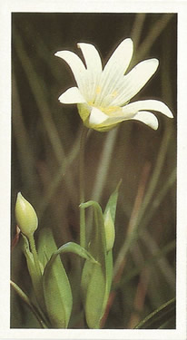 Greater Stitchwort: Stellaria holostea. Cigarette Card. Players Grandee Britain's Wild Flowers 1986