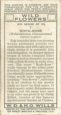 Rock Rose. Helianthemum nummularium. Picture. Cigarette Card. Will's Wild Flowers 1937