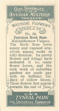 CWS Wayside Flowers 1928