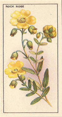 Rock Rose. Picture. Cigarette Card. CWS Wayside Flowers 1928