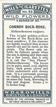 Common Rock Rose. Helianthemum nummularium. Picture. Cigarette Card. Will's Wild Flowers 1923