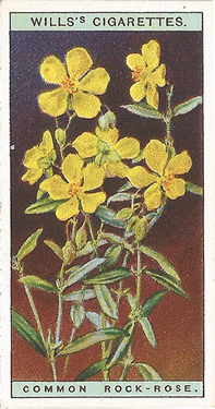 Common Rock Rose. Helianthemum nummularium. Picture. Cigarette Card. Will's Wild Flowers 1923