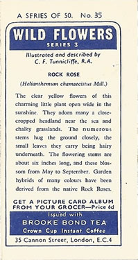 Rock Rose. Helianthemum nummularium. Picture. Tea Card. Brooke Bond 'Wild Flowers' 1964