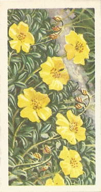 Rock Rose. Helianthemum nummularium. Picture. Tea Card. Brooke Bond 'Wild Flowers' 1964