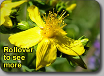 St John’s-wort: CLUSIACEAE